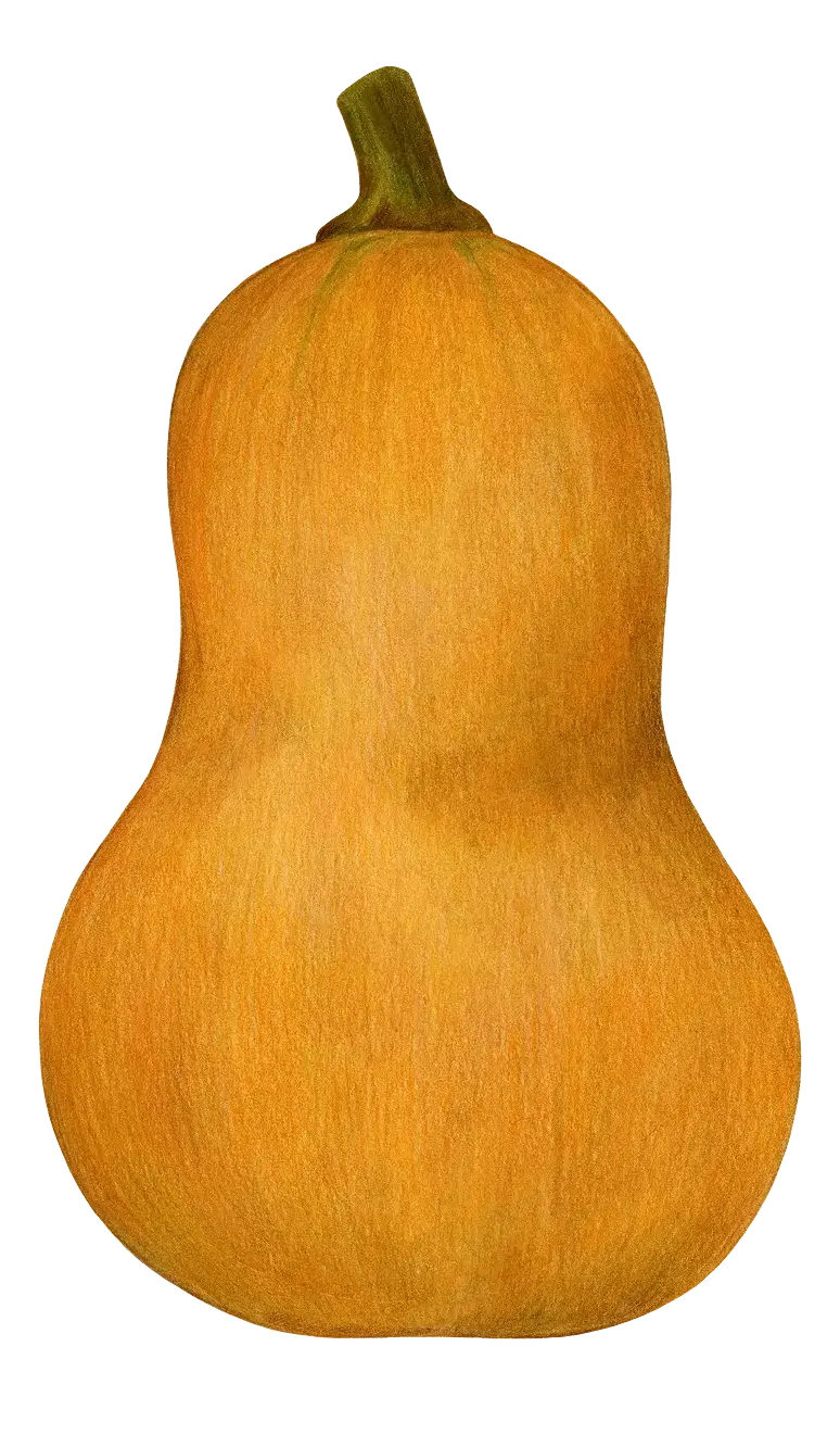 Butternut