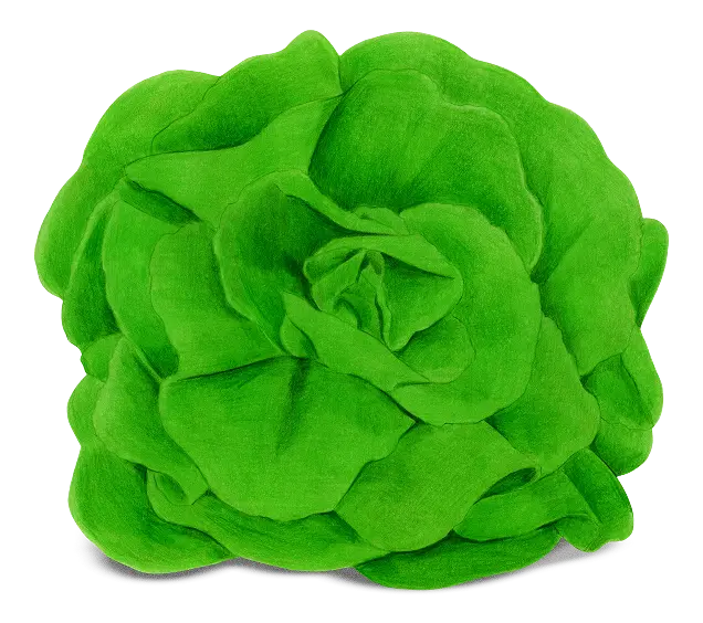 Lettuce