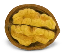 Shelled Walnut